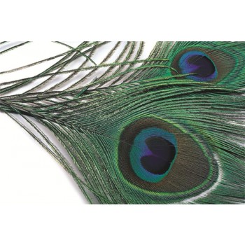 Påfågel (Peacock)